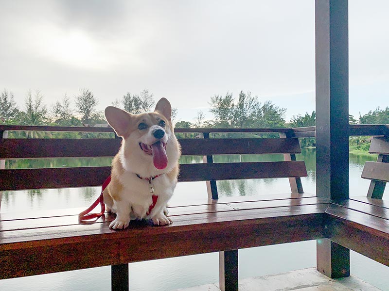Pet Friendly Resort
