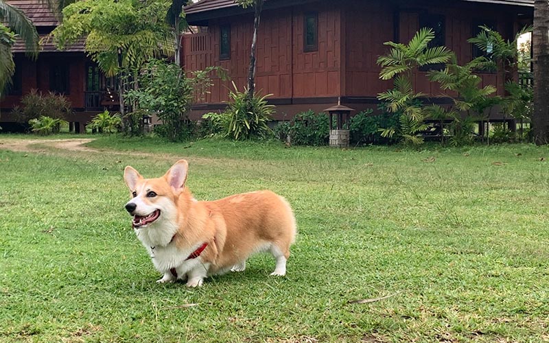 Pet Friendly Resort