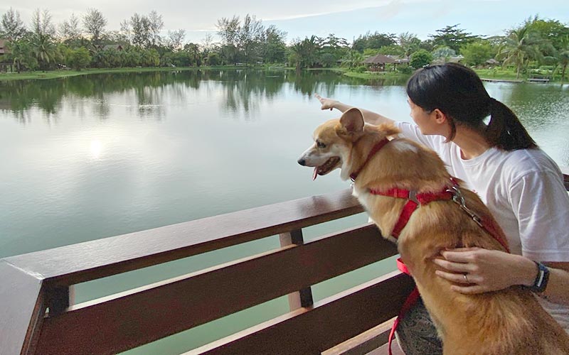Pet Friendly Resort