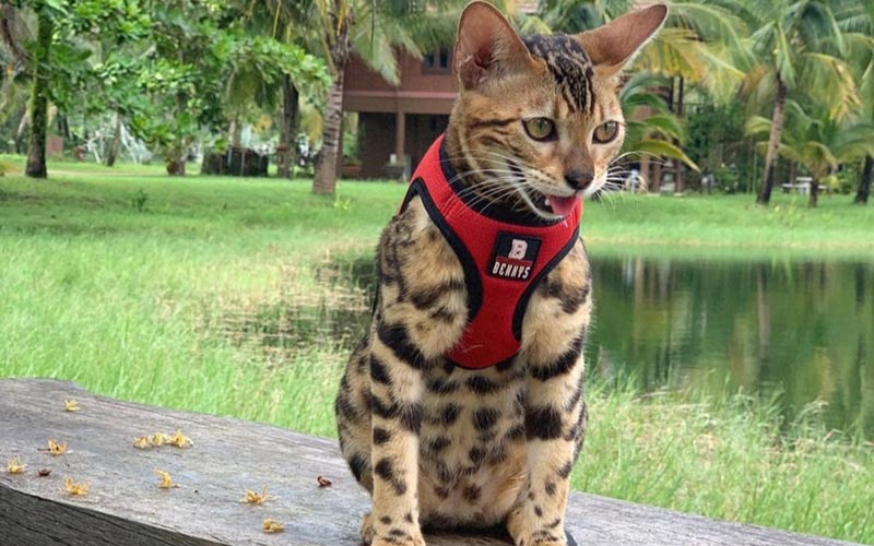 Pet Friendly Resort