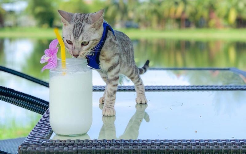 Pet Friendly Resort